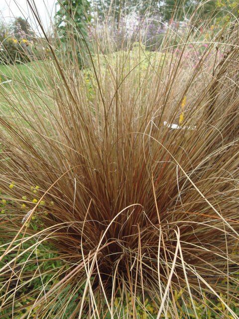Carex buchananii feuille